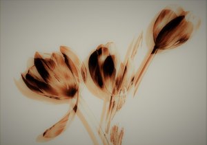 tulipas,2019,(meios mistos) de Alex Caminker