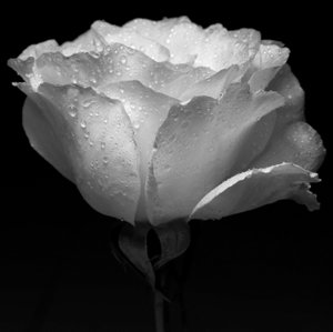 flor branca e água,2019,(fotgrafia) de Alex Caminker