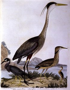 Garças, gravadas por I. G. Marnicke (gravura colorida) de Alexander (after) Wilson
