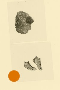 Cefalópode de Alexander Adiels