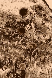 Oxigénio de Alexander Adiels