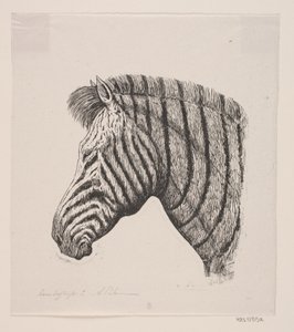 Cabeça de uma zebra