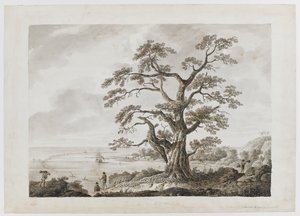 Adicionar. 15508, nº 4, Tree on the Tree Hill, Otaheite, de 