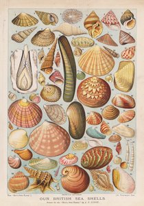 Conchas do mar britânicas (chromolitho)