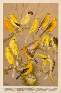 Canários (cromolitho) de Alexander Francis (after) Lydon
