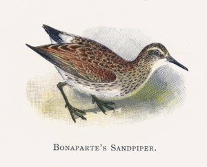 Bonapartes Sandpiper de Alexander Francis Lydon