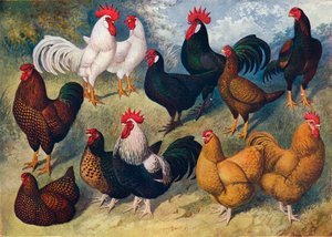 Raças de aves de capoeira, c1903 c1910 de Alexander Francis Lydon
