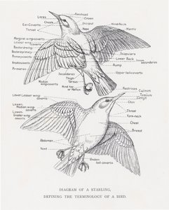 Diagrama de um estorninho, definindo a terminologia de um pássaro (litho) de Alexander Francis Lydon