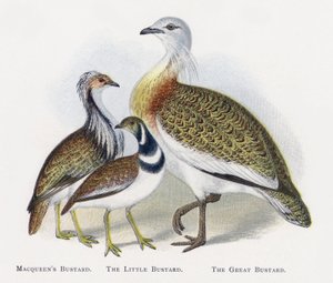 Abetarda Macqueens, Abetarda, Abetarda de Alexander Francis Lydon