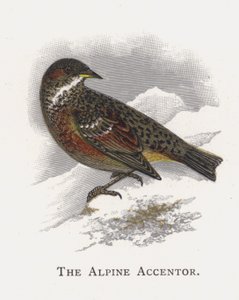 O Alpine Accentor de Alexander Francis Lydon
