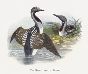 O mergulhador de garganta negra de Alexander Francis Lydon