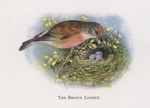 O marrom Linnet de Alexander Francis Lydon