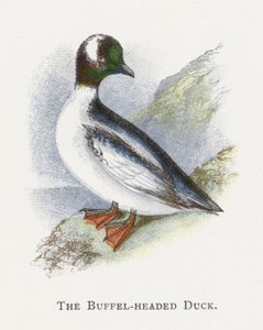 O pato com cabeça de búfalo de Alexander Francis Lydon