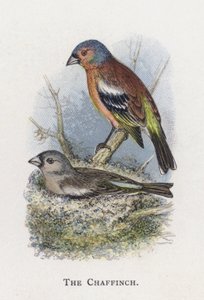 O tentilhão de Alexander Francis Lydon