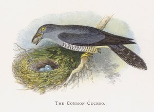 O cuco comum de Alexander Francis Lydon