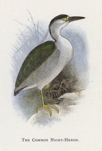 A garça-real comum de Alexander Francis Lydon