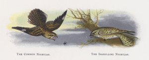 O Nightjar comum, o Nightjar de Isabelline de Alexander Francis Lydon