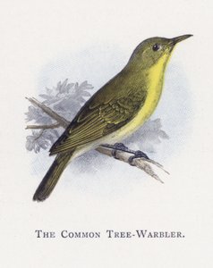 A árvore-Warbler comum de Alexander Francis Lydon