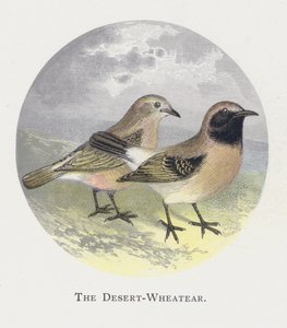 O Deserto-Wheatear de Alexander Francis Lydon