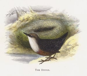 O Dipper de Alexander Francis Lydon
