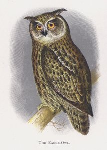 A coruja de águia de Alexander Francis Lydon