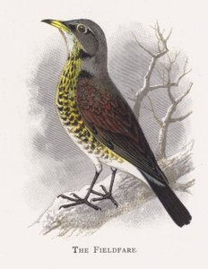 The Fieldfare de Alexander Francis Lydon