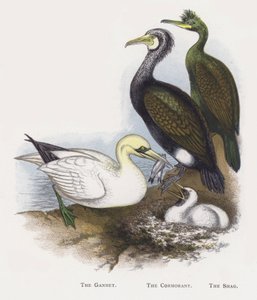 O gannet, o cormorão, o shag de Alexander Francis Lydon