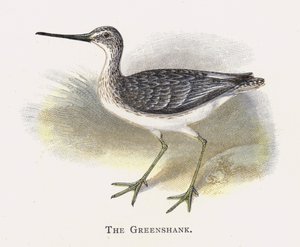 O Greenshank de Alexander Francis Lydon