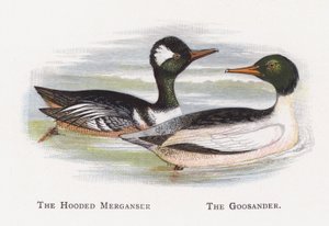 O merganso encapuçado, o Goosander de Alexander Francis Lydon