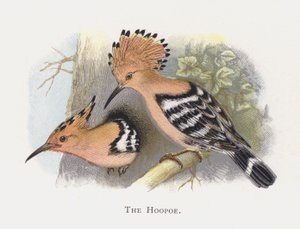 O hoopoe de Alexander Francis Lydon