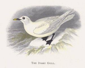 A gaivota de marfim de Alexander Francis Lydon