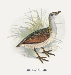 O Land-Rail de Alexander Francis Lydon