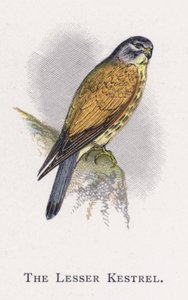 O Kestrel Menor de Alexander Francis Lydon