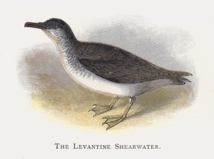 O Cagarra Levantino de Alexander Francis Lydon