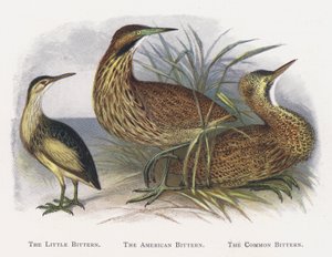 A garça-real, a garça-real americana, a garça-real de Alexander Francis Lydon