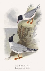 A gaivota pequena, gaivota de Bonapartes de Alexander Francis Lydon