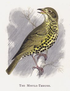 The Mistle-Thrush de Alexander Francis Lydon