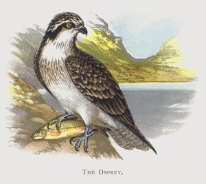 The Osprey de Alexander Francis Lydon