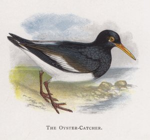 O Oyster-Catcher de Alexander Francis Lydon