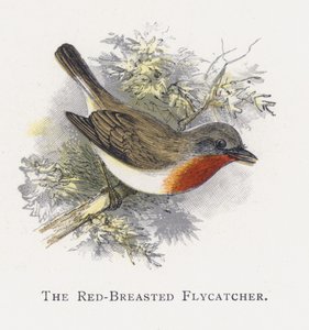 O Flycatcher de peito encarnado de Alexander Francis Lydon