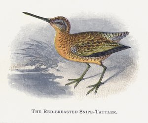 O Snipe-Tattler-de-peito-vermelho de Alexander Francis Lydon