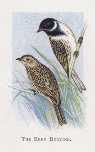 O Reed Bunting de Alexander Francis Lydon