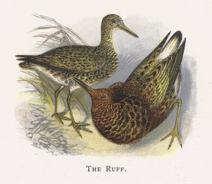 O Ruff de Alexander Francis Lydon