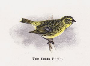 O passarinho de serina de Alexander Francis Lydon