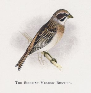 O Siberian Meadow Bunting de Alexander Francis Lydon