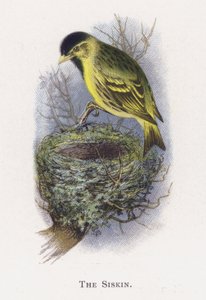 O Siskin de Alexander Francis Lydon
