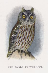 A pequena coruja adornada de Alexander Francis Lydon