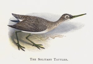 O Tattler Solitário de Alexander Francis Lydon
