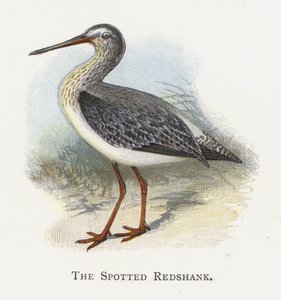 O Redshank Manchado de Alexander Francis Lydon