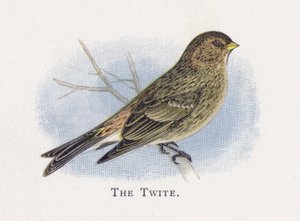 The Twite de Alexander Francis Lydon